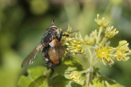 Tachina fera